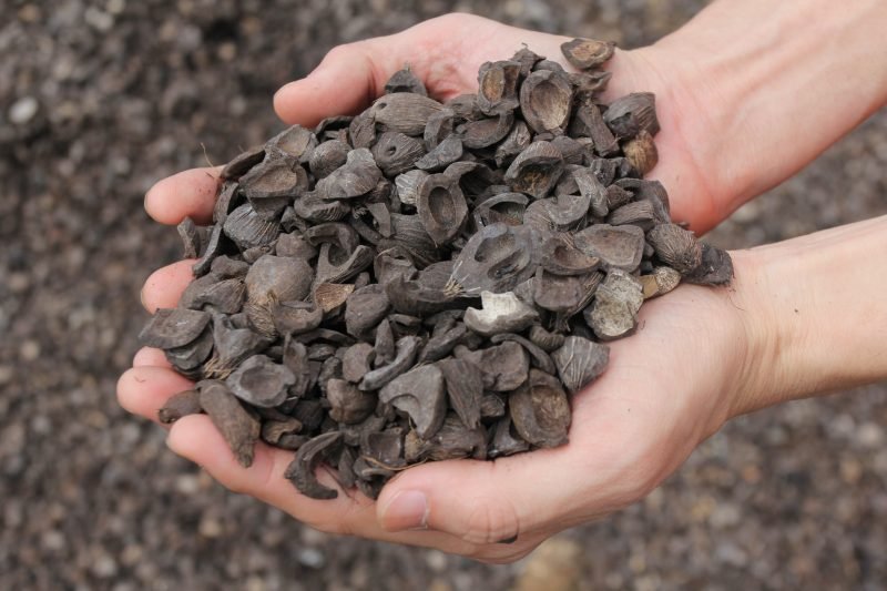 Palm Kernel Shell